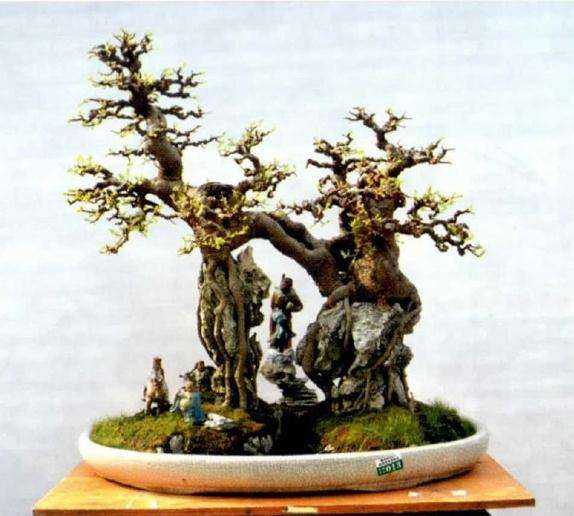 附石盆景怎么制作的方法 第六篇 图片