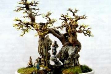 附石盆景怎么制作的方法 第六篇 图片