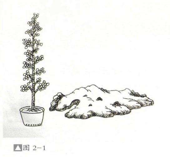 怎么制作成石上迎客松式盆景