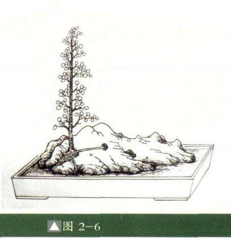 怎么制作成石上迎客松式盆景