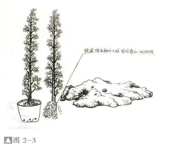 怎么制作成石上迎客松式盆景