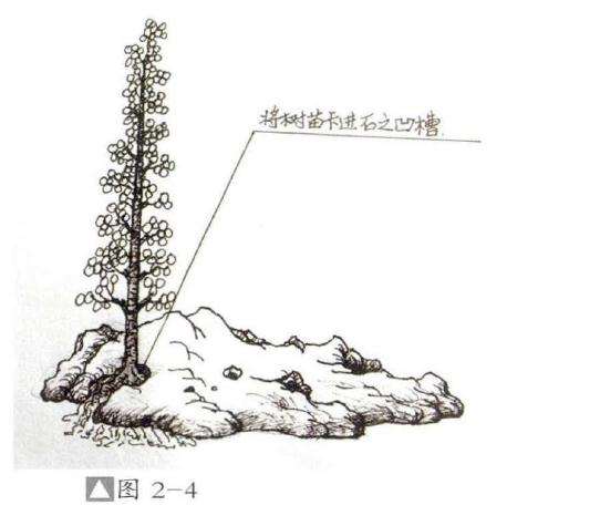 怎么制作成石上迎客松式盆景