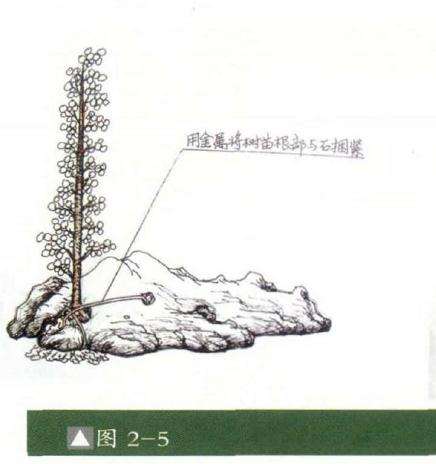 怎么制作成石上迎客松式盆景