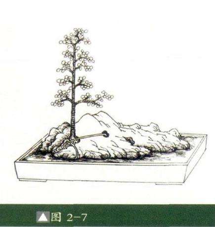 怎么制作成石上迎客松式盆景