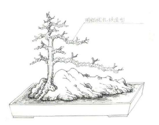 怎么制作成石上迎客松式盆景