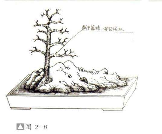 怎么制作成石上迎客松式盆景