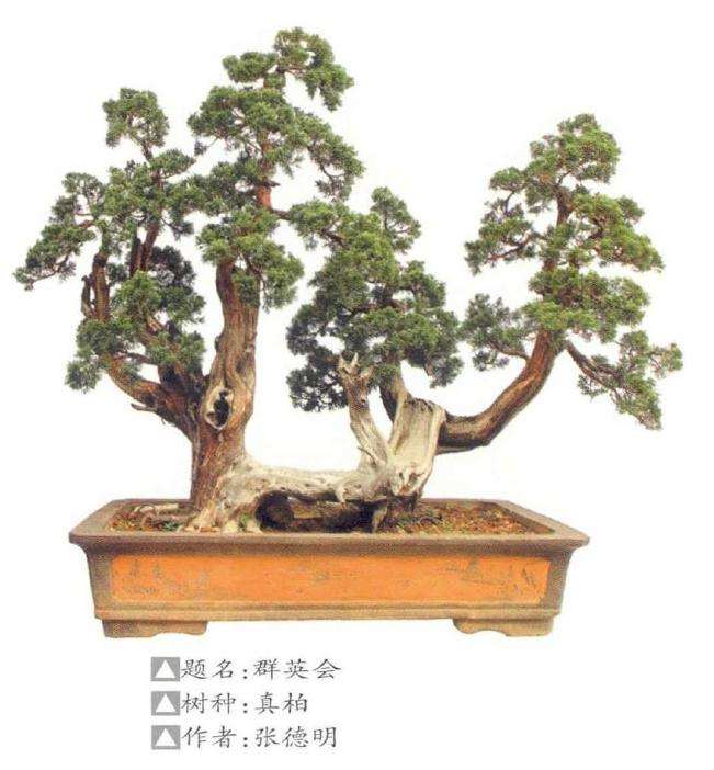 2019 岳阳市举办第五届盆景展 图片