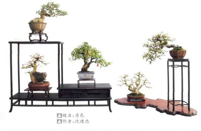 2019小品盆景博览会在新沂举办 图片