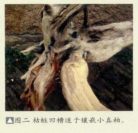 图解 真柏盆景怎么制作的方法