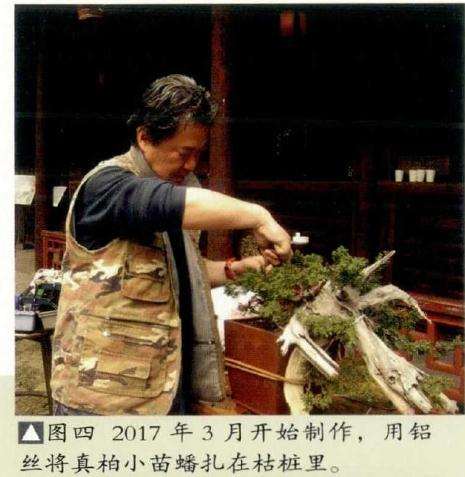 图解 真柏盆景怎么制作的方法