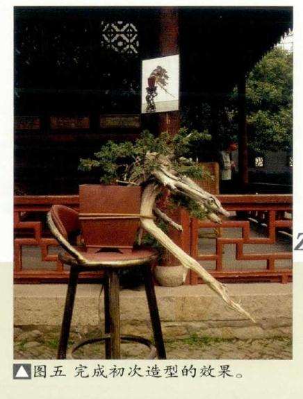 图解 真柏盆景怎么制作的方法