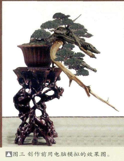 图解 真柏盆景怎么制作的方法