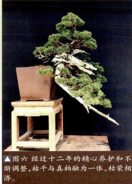 图解 真柏盆景怎么制作的方法