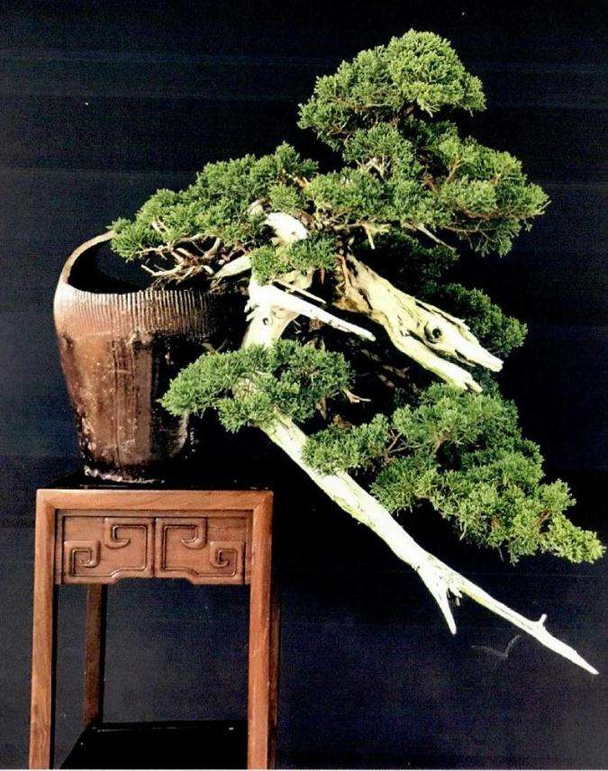 图解 真柏盆景怎么制作的方法