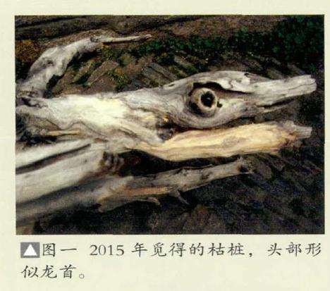 图解 真柏盆景怎么制作的方法