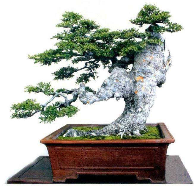 2019 郑州市中州盆景精品展览 图片