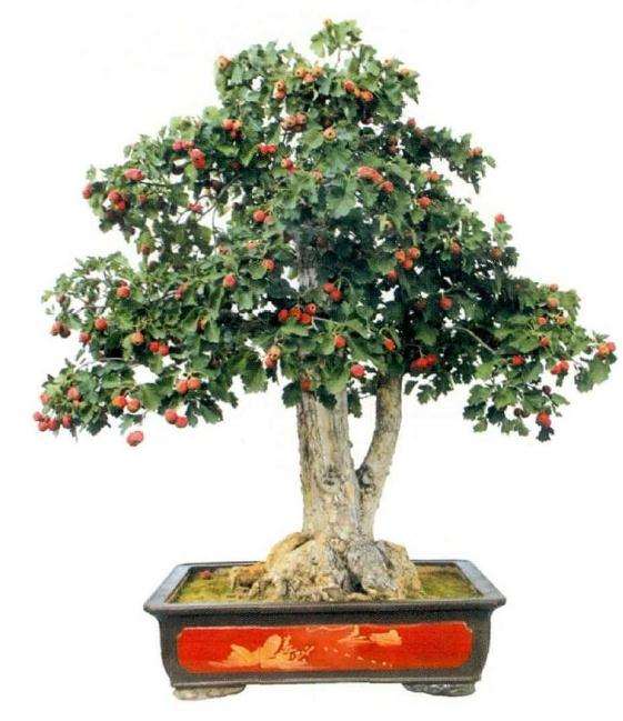 2019 郑州市中州盆景精品展览 图片