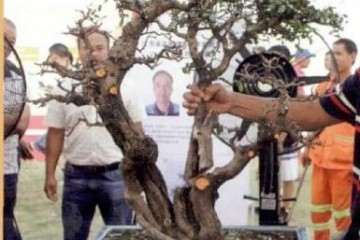 2019 第十二届粤港澳台盆景艺术博览会