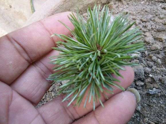 为什么五针松下山桩 五年才换一次 图片