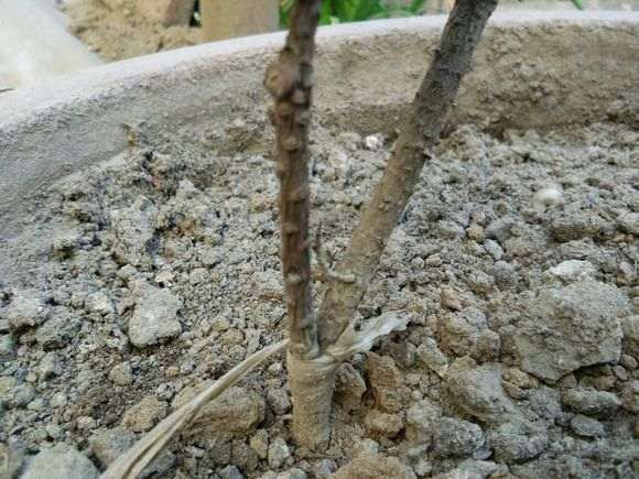 为什么五针松下山桩 五年才换一次 图片