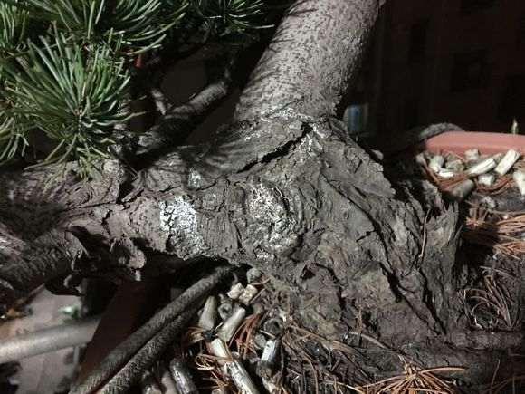 为什么五针松下山桩 五年才换一次 图片