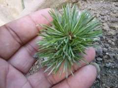 为什么五针松下山桩 五年才换盆一次 图片