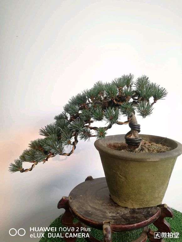这棵五针松下山桩 240元 拍的 亏吗 图片