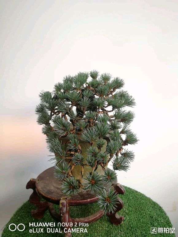 这棵五针松下山桩 240元 拍的 亏吗 图片