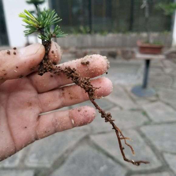 五针松下山桩扦插不是很好 怎么办 图片