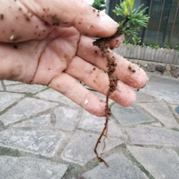 五针松下山桩扦插不是很好 怎么办 图片