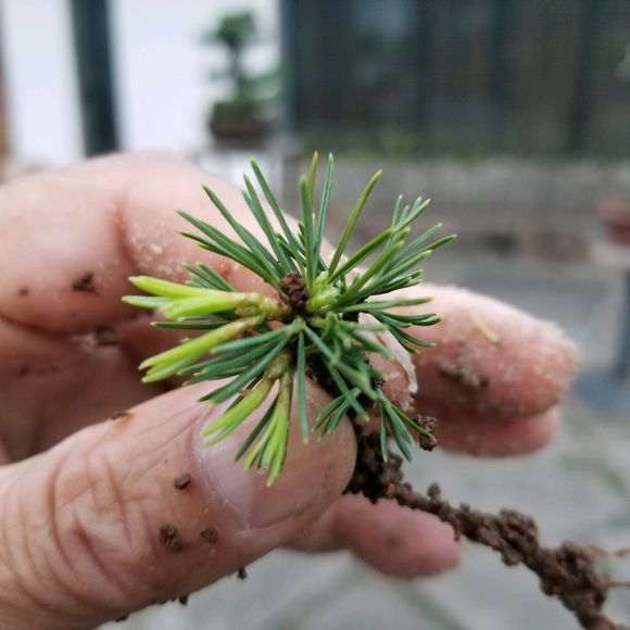 五针松下山桩扦插不是很好 怎么办 图片