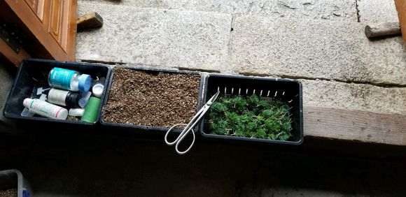 五针松下山桩的泥球散了 也能活吗 图片