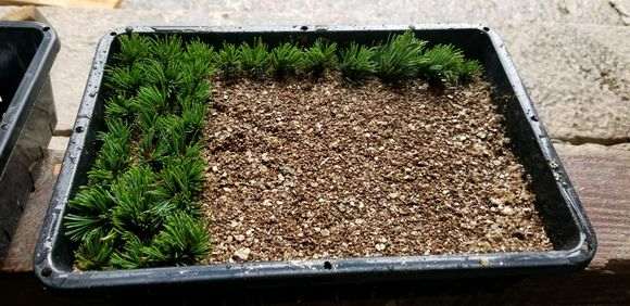 五针松下山桩的泥球散了 也能活吗 图片