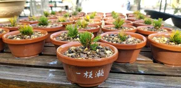 6月份扦插日本五针松下山桩原生苗 图片