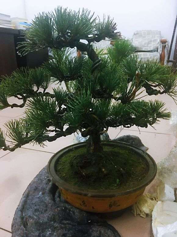 北方怎么养五针松下山桩的方法 图片