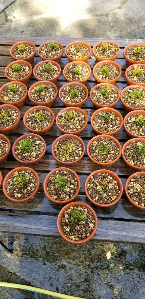 北方怎么养五针松下山桩的方法 图片