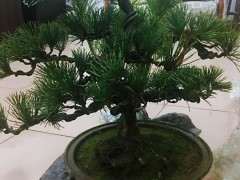 北方怎么养五针松下山桩的方法 图片