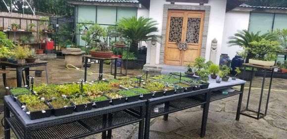 为什么五针松下山桩 不怕干 图片