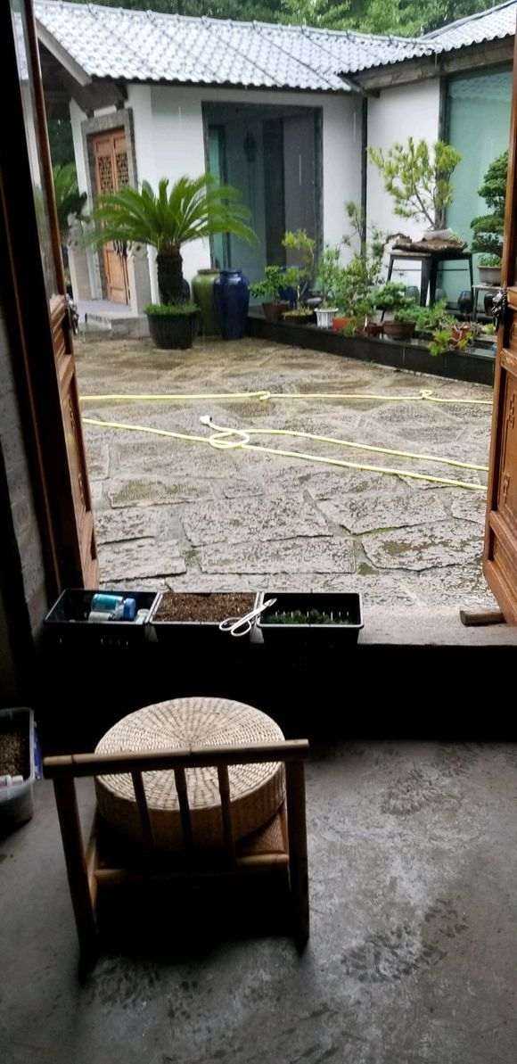 为什么五针松下山桩 不怕干 图片