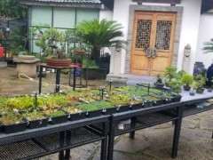 为什么五针松下山桩 不怕干 图片