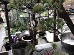 为什么五针松下山桩的杆特别硬 图片