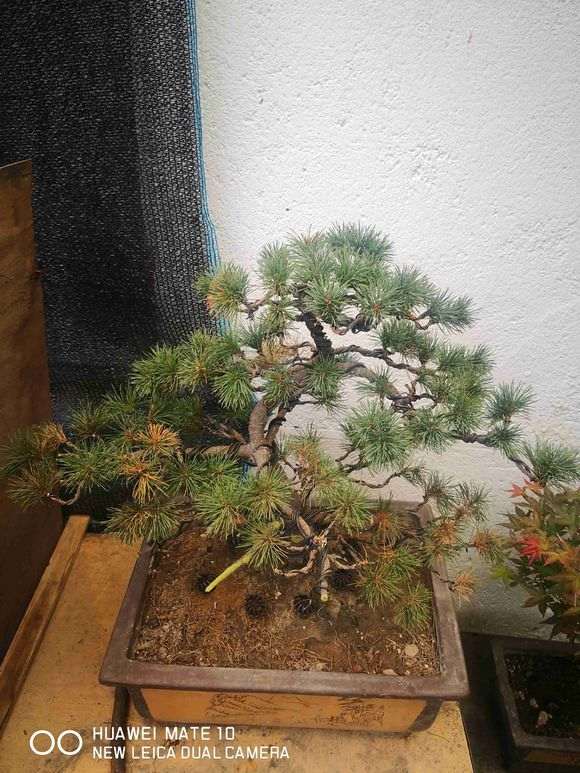 五针松下山桩怎么了 还有救吗 怎么办