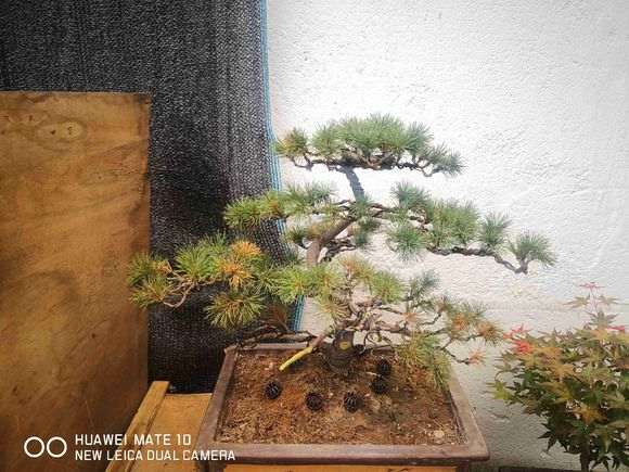 五针松下山桩怎么了 还有救吗 怎么办