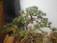 五针松下山桩怎么了 还有救吗 怎么办