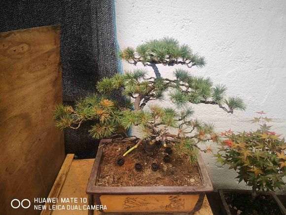 五针松下山桩什么时候 换盆换土风险大