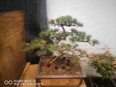 五针松下山桩什么时候 换盆换土风险大