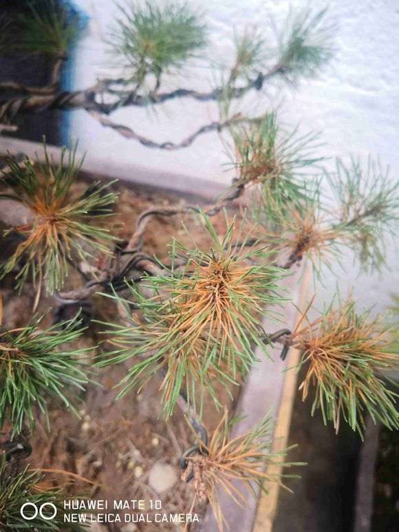 为什么五针松下山桩不适合室内养 图片