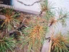 为什么五针松下山桩不适合室内养 图片