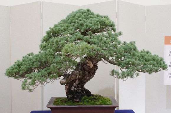 这是什么品种的五针松下山桩 图片