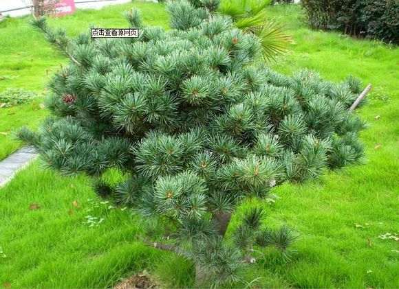 这是什么品种的五针松下山桩 图片
